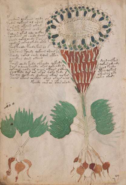El Manuscrito Voynich  XXL