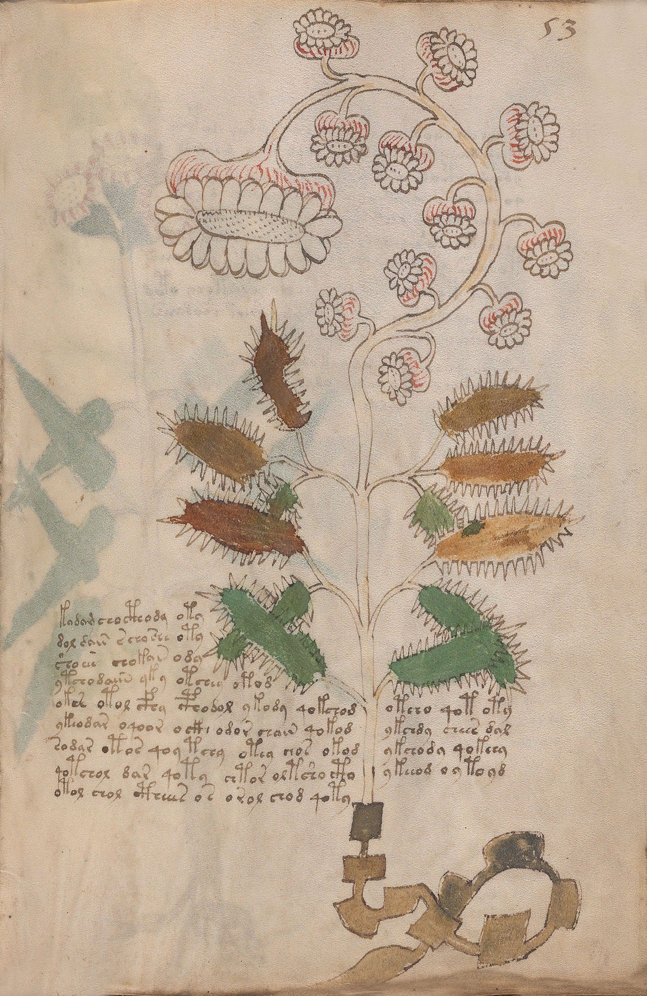 El Manuscrito Voynich  XXL
