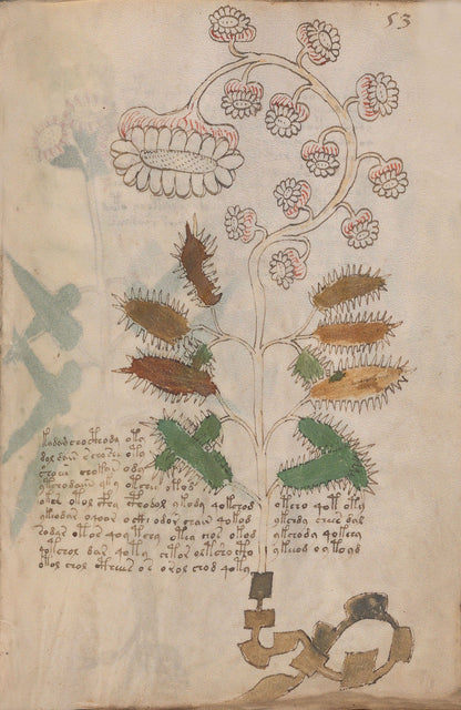 El Manuscrito Voynich  XXL