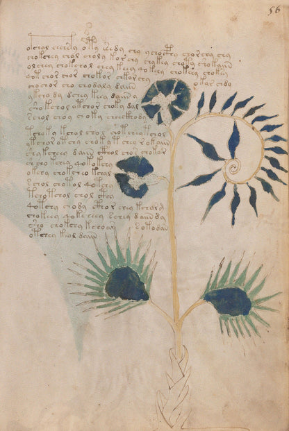 El Manuscrito Voynich  XXL