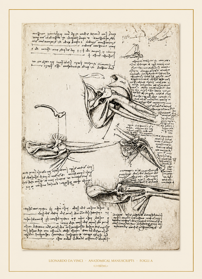 Leonardo da Vinci — Anatomical Manuscripts · Fogli A