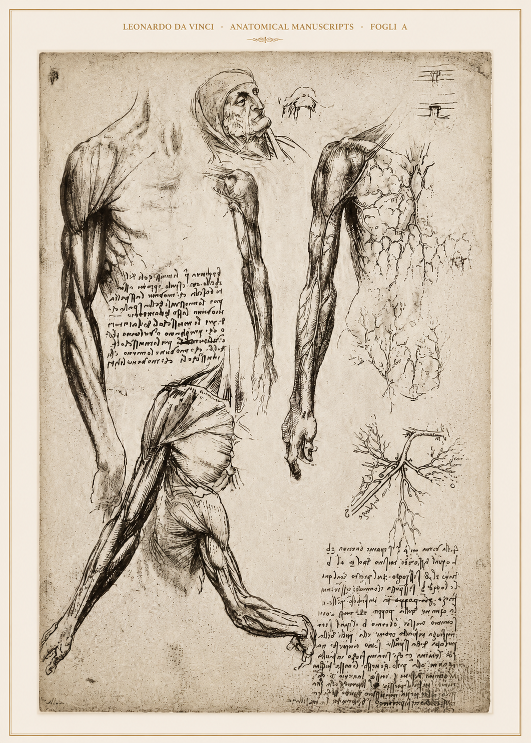 Leonardo da Vinci — Anatomical Manuscripts · Fogli A