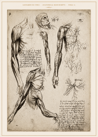 Leonardo da Vinci — Anatomical Manuscripts · Fogli A