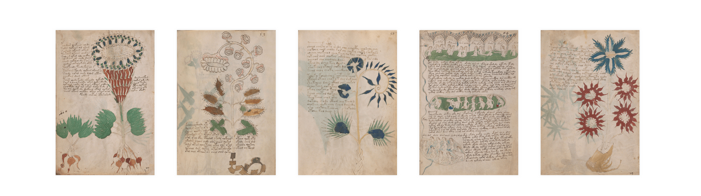 El Manuscrito Voynich  XXL