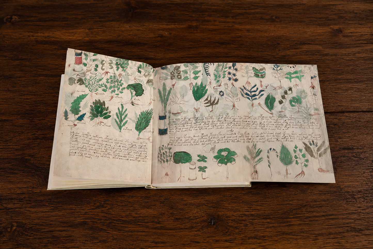 El Manuscrito Voynich  XXL
