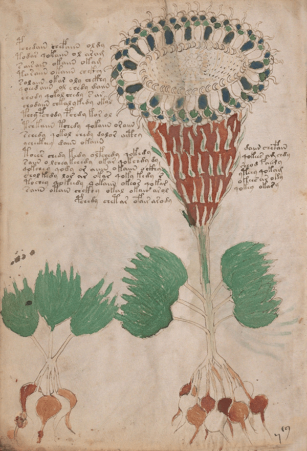 El Manuscrito Voynich  XXL