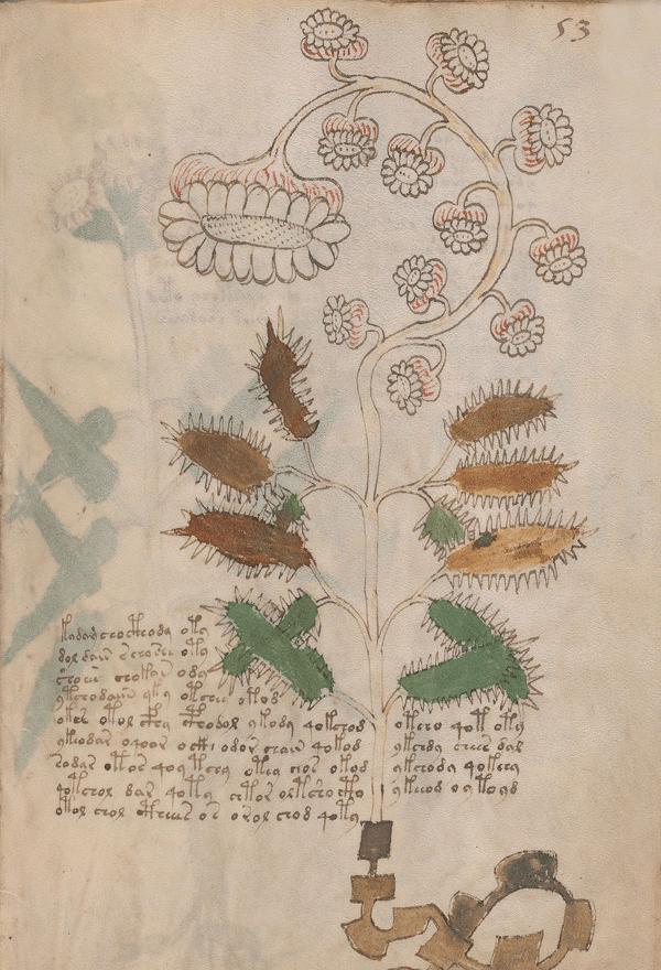 El Manuscrito Voynich  XXL
