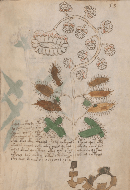 El Manuscrito Voynich  XXL