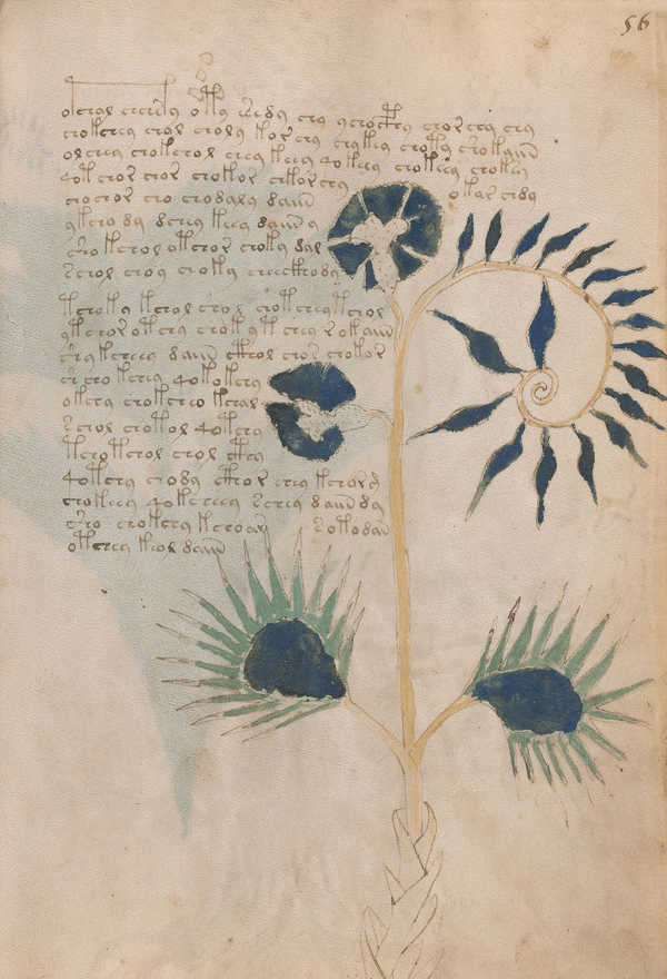 El Manuscrito Voynich  XXL