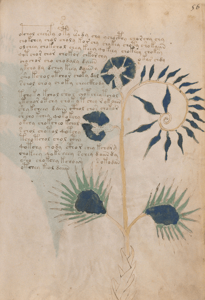 El Manuscrito Voynich  XXL