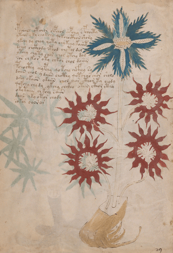 El Manuscrito Voynich  XXL