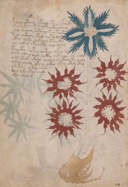 El Manuscrito Voynich  XXL