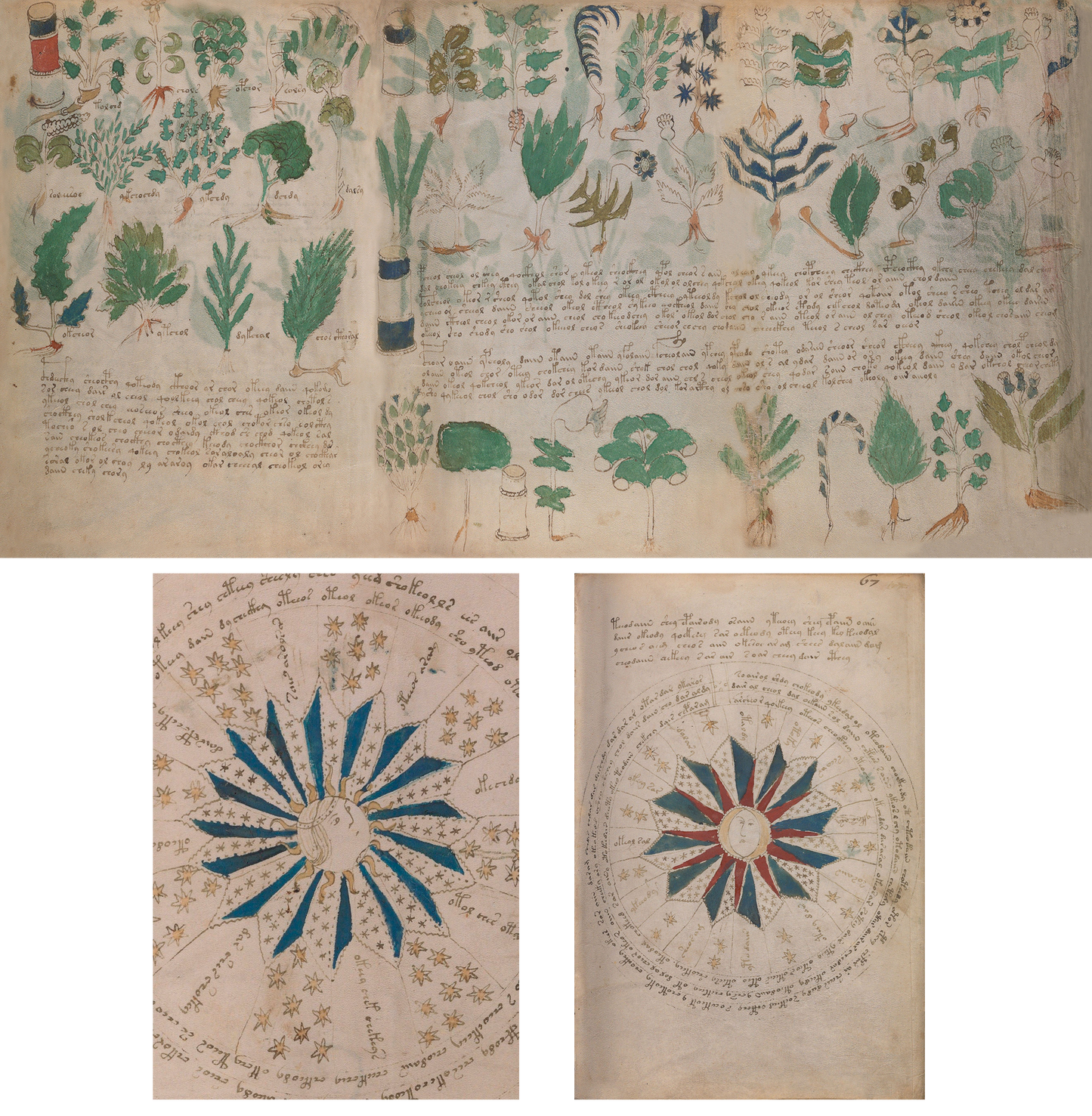 El Manuscrito Voynich  XXL