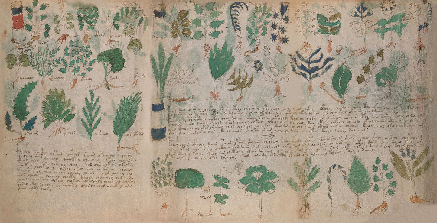 El Manuscrito Voynich  XXL