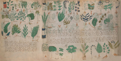 El Manuscrito Voynich  XXL